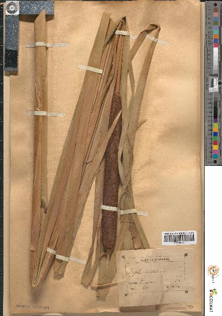 spécimen de Typha latifolia