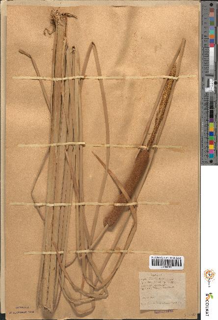 spécimen de Typha × elata