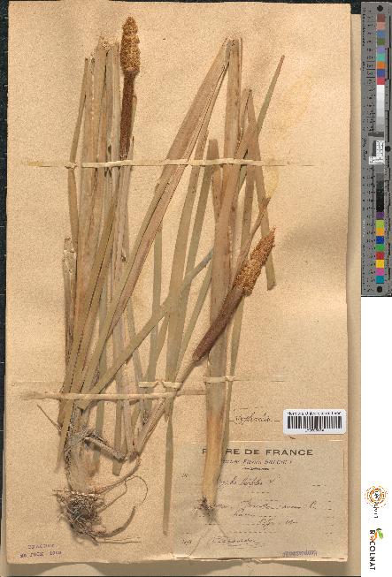 spécimen de Typha latifolia