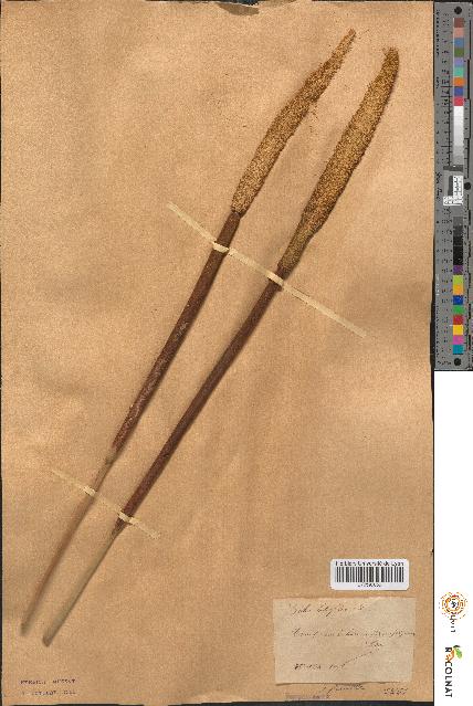 spécimen de Typha latifolia