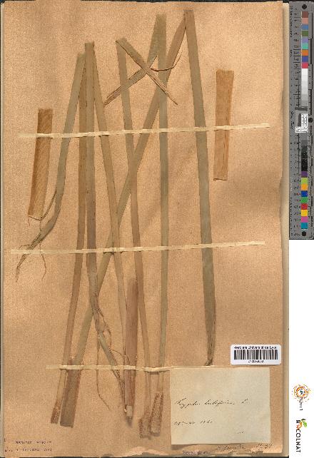spécimen de Typha latifolia