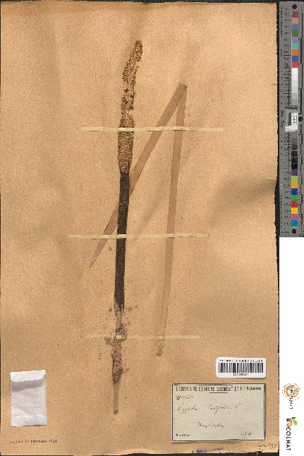 spécimen de Typha latifolia