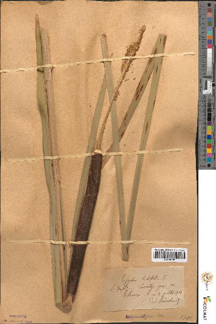 spécimen de Typha latifolia