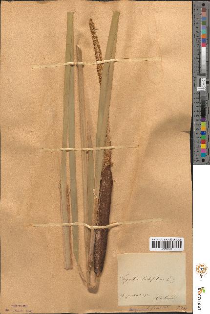 spécimen de Typha latifolia