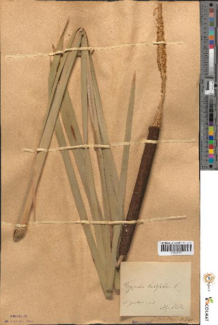 spécimen de Typha latifolia