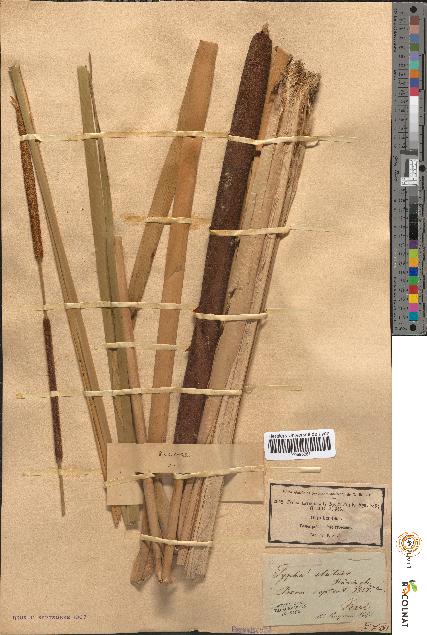 spécimen de Typha latifolia