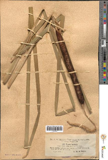 spécimen de Typha latifolia