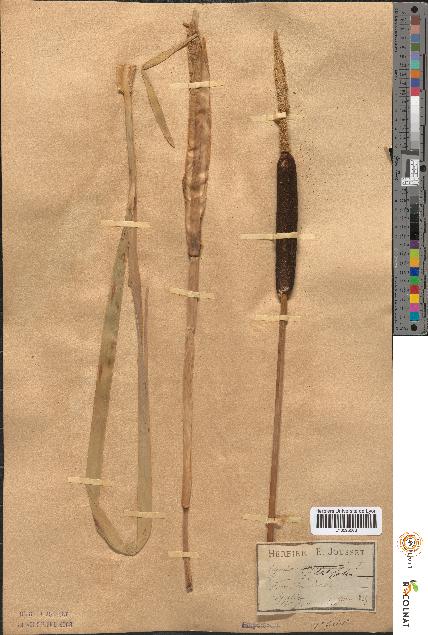 spécimen de Typha latifolia