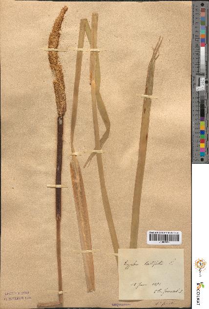 spécimen de Typha latifolia