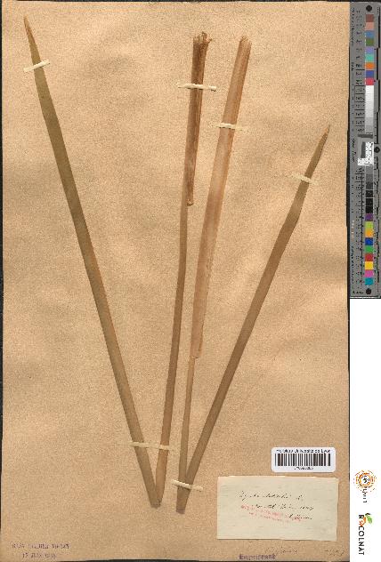 spécimen de Typha latifolia