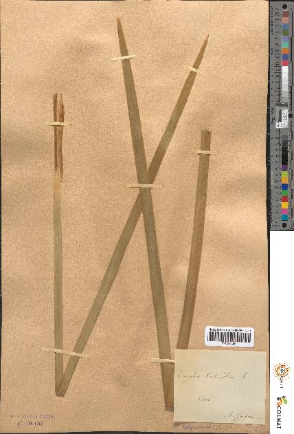 spécimen de Typha latifolia