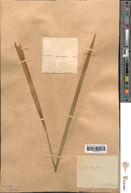 spécimen de Typha latifolia