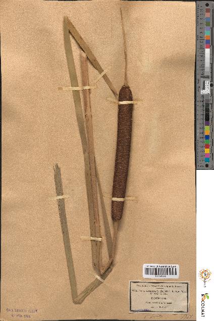 spécimen de Typha latifolia