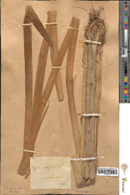 spécimen de Typha latifolia