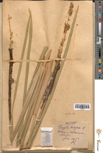 spécimen de Typha latifolia
