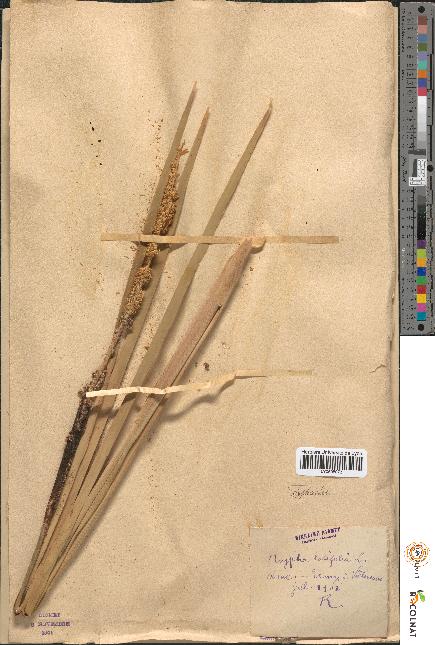spécimen de Typha latifolia