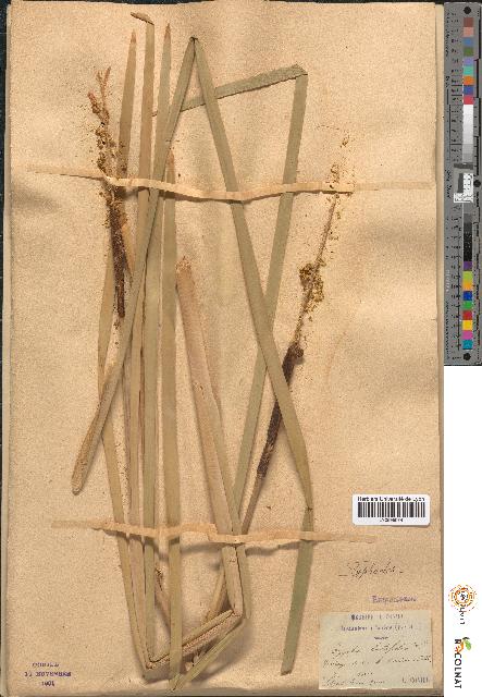 spécimen de Typha latifolia