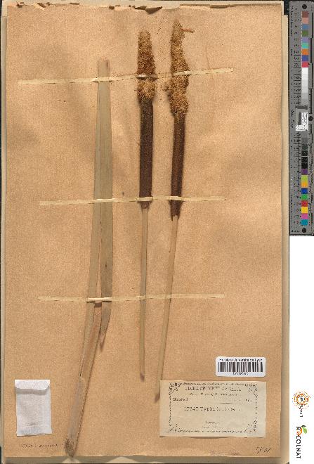 spécimen de Typha latifolia