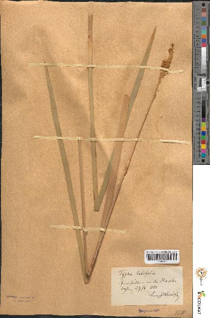 spécimen de Typha latifolia