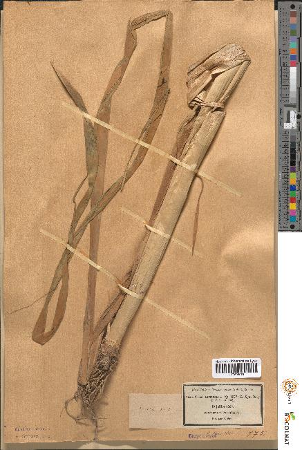 spécimen de Typha latifolia
