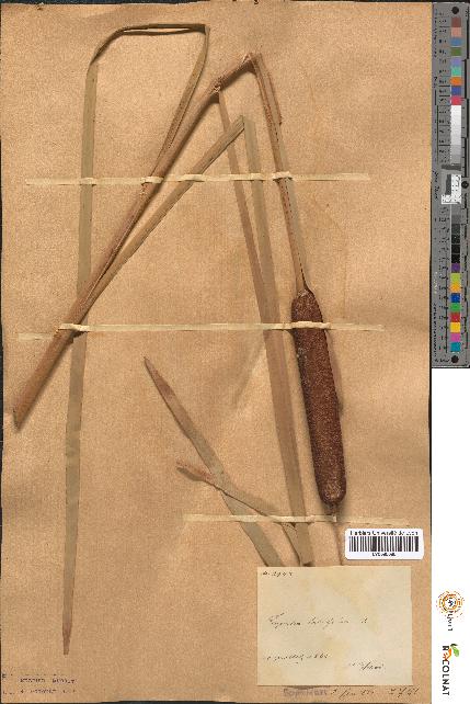 spécimen de Typha latifolia