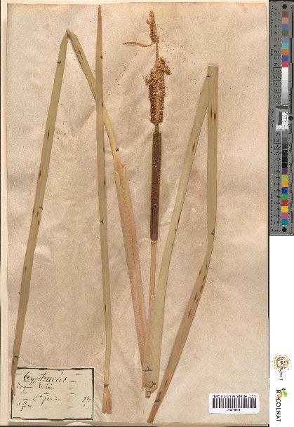 spécimen de Typha latifolia