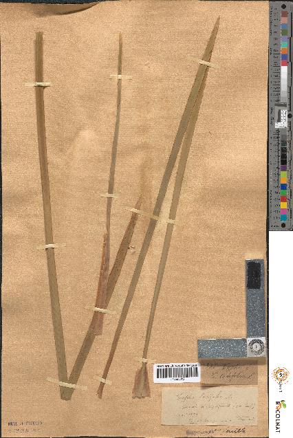 spécimen de Typha latifolia