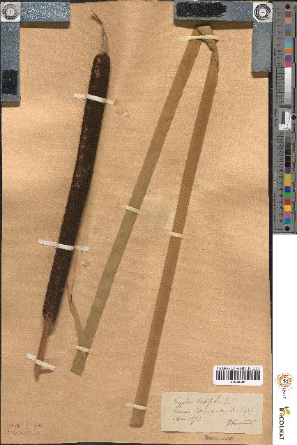 spécimen de Typha latifolia