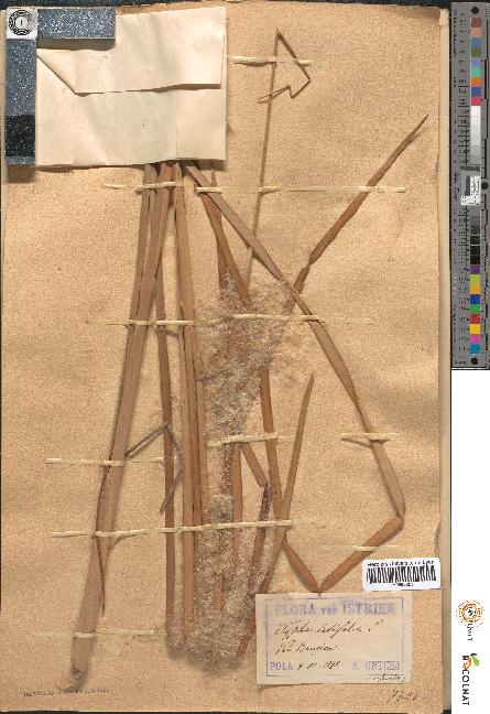 spécimen de Typha latifolia