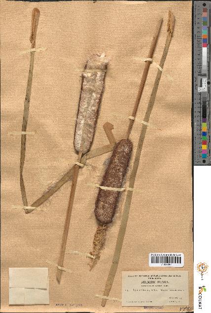 spécimen de Typha latifolia