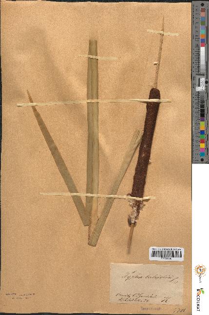 spécimen de Typha latifolia