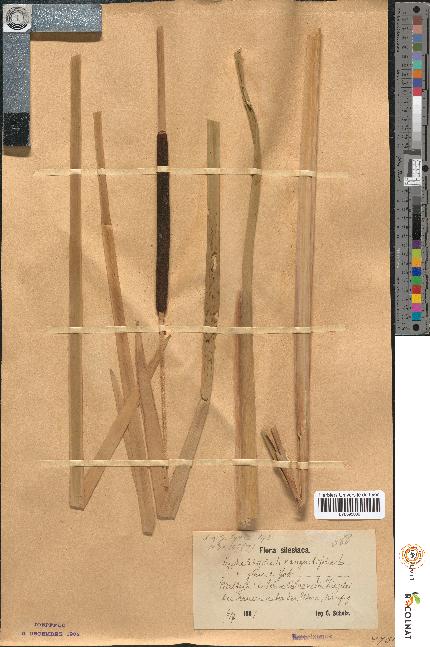 spécimen de Typha latifolia x angustifolia