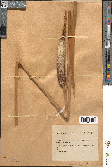 spécimen de Typha latifolia x shuttleworthii
