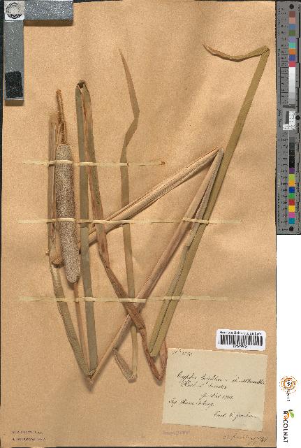 spécimen de Typha latifolia x shuttleworthii