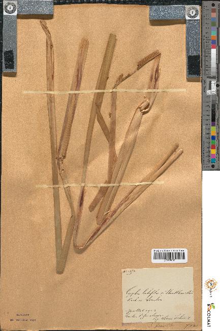 spécimen de Typha latifolia x shuttleworthii