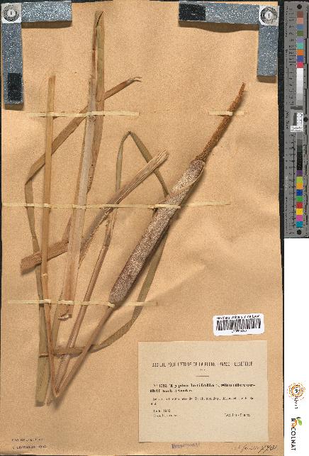 spécimen de Typha latifolia x shuttleworthii