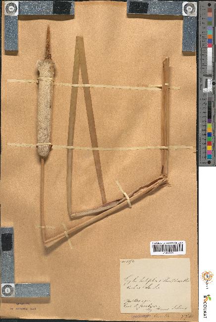 spécimen de Typha latifolia x shuttleworthii