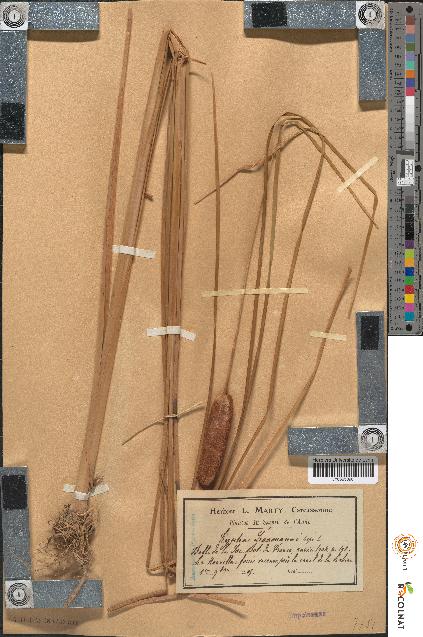 spécimen de Typha laxmannii