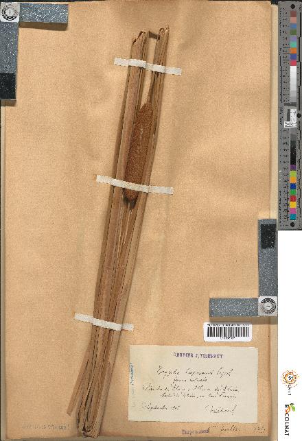 spécimen de Typha laxmannii