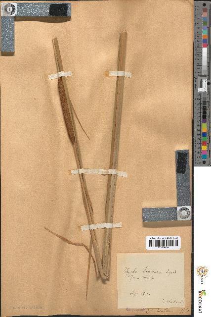 spécimen de Typha laxmannii