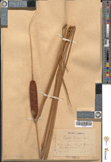 spécimen de Typha laxmannii