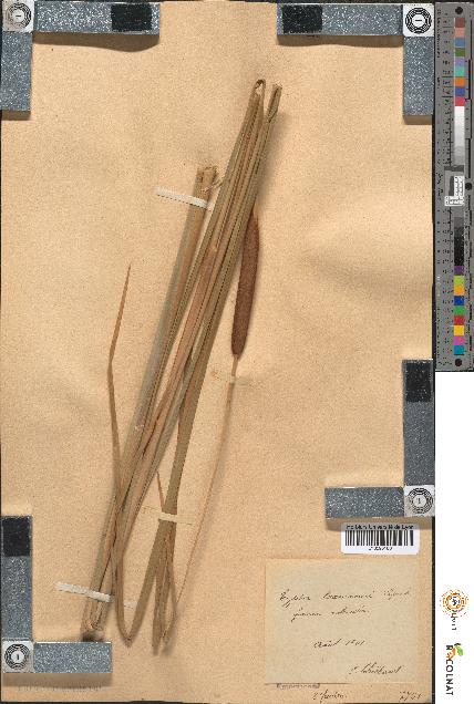 spécimen de Typha laxmannii