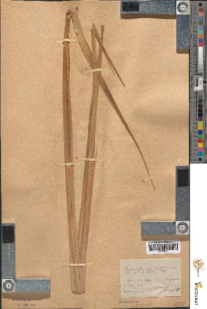 spécimen de Typha lugdunensis