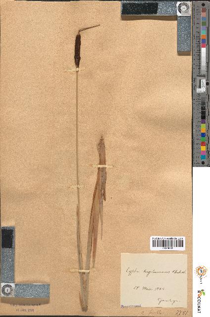spécimen de Typha lugdunensis