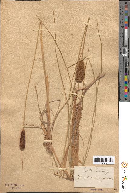 spécimen de Typha martini