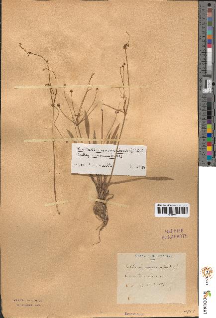 spécimen de Alisma ranunculoides