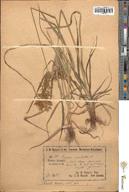 spécimen de Cyperus esculentus