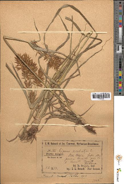 spécimen de Cyperus esculentus