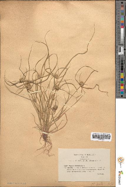 spécimen de Scirpus michelianus