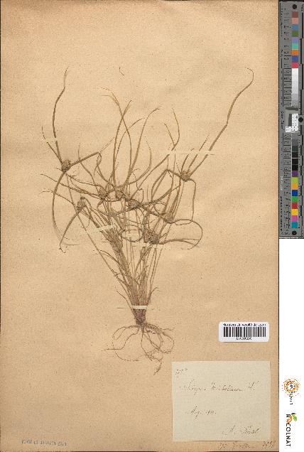 spécimen de Scirpus michelianus